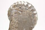 Calcite-Replaced Ammonite (Aegasteroceras) Fossil - England #206483-1